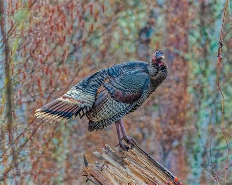 What Time Of The Day Do Turkeys Roost Behavior And Factors Explored