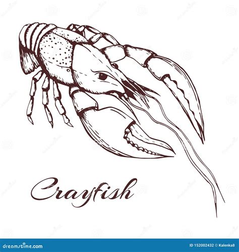 Hand Drawn Vector Vintage Illustration Of Crayfish On White Background