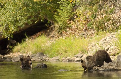 Horgan Calls Great Bear Rainforest Agreement ‘a Tremendous Achievement