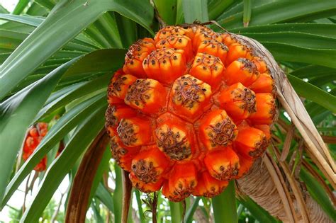 Pandanus Tectorius Fruit Found On The Beach Of A Small Isl Flickr
