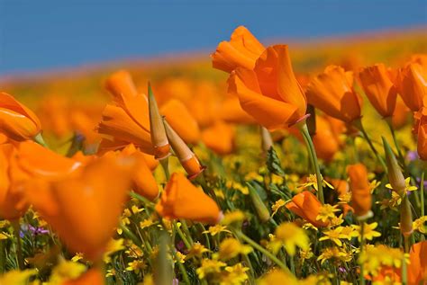 Fashion Flowers Lancaster California Antelope Valley Poppy Reserve