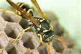 What Is In A Wasp Sting Images