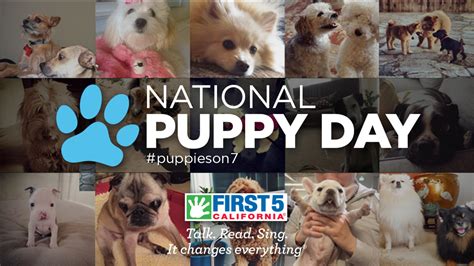 Abc7 Adoption Event With Perfect Pet Partners For National Puppy Day