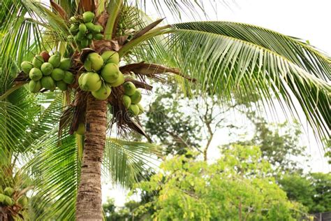 Árbol De Coco Con Los Fruta Cocos En Una Isla Tropical En Los Maldivas