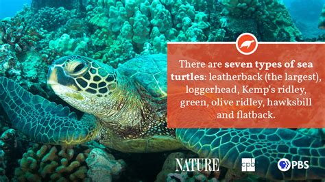 Sea Turtle Fact Sheet Blog Nature Pbs