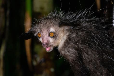Top 10 Ugliest Animals In The World