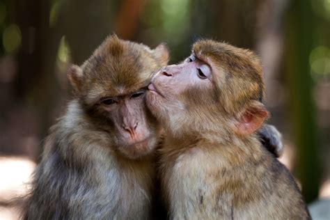 China To Send Monkeys To Space To Have Sex What Could Go Wrong A Lot