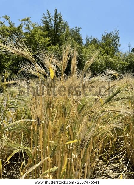 2 張 가을 한국 풍경 圖片庫存照片和向量圖 Shutterstock