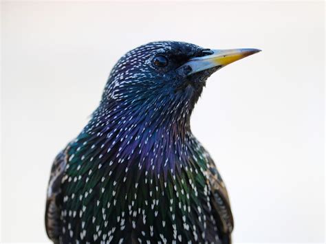 Do Starlings Migrate All You Need To Know Birdfact