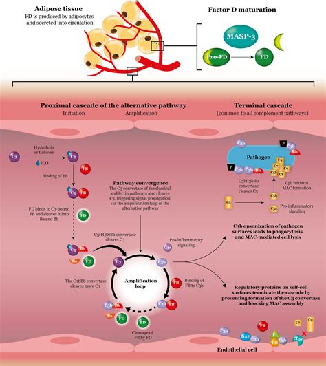 Frontiers Complement Factor D As A Strategic Target For Regulating