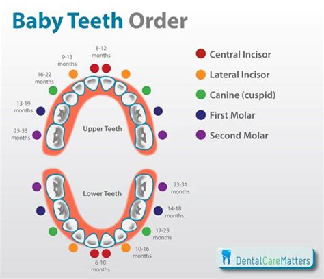 Teething Education Dentistry Guide