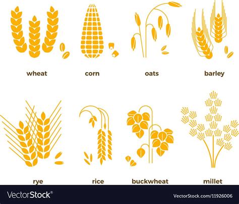 Cereal Grains Icons Rice Wheat Corn Royalty Free Vector Aff Icons