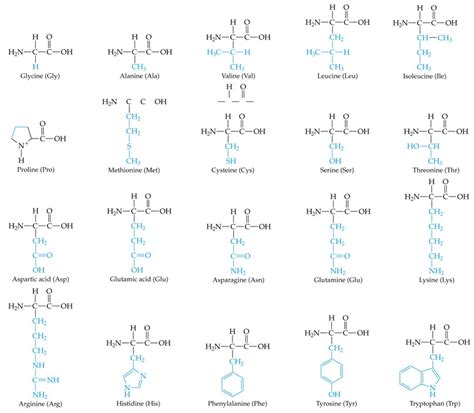 Chemical Structure For The Amino Acids That Are Found In All Download Scientific Diagram