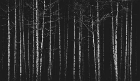 Wallpaper Forest Trees Bw Dark Hd Widescreen High Definition