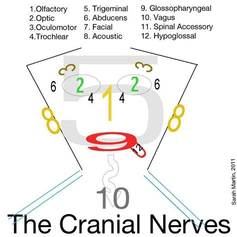 Mneumonics Cranial Nerves Mnemonic For Cranial Nerves Nursing