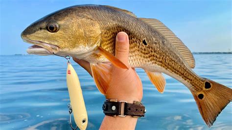 How To Consistently Catch Redfish In The Summer Youtube
