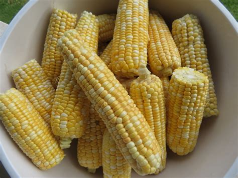 Zea Mays Corn Indian Corn Maize North Carolina Extension Gardener