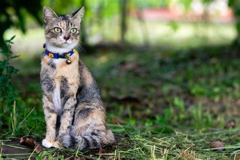 How To Keep Outdoor Cats Safe Petme