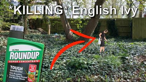 Out Of Control English Ivy Using Roundup To Kill Ivy Youtube