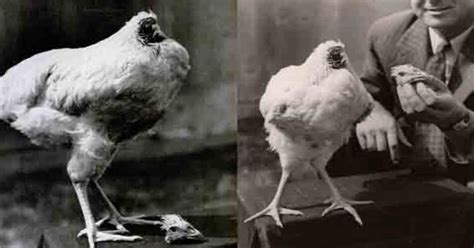 16,259 likes · 8 talking about this. Meet Miracle Mike, A Chicken Who Lived Without A Head For ...