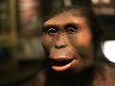 Lucy (Australopithecus) - Fotolip