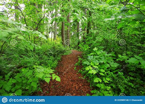 Pacific Northwest Forest Hiking Trail Stock Photo Image Of Space