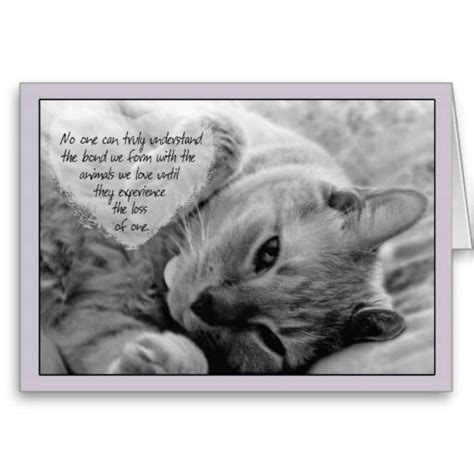 Loss Of Pet Cat Sympathy Card Cuddly Cat On Pillow Cat