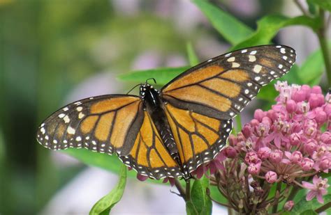 Monarchs White Spots Aid Migration