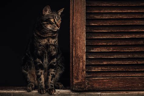 Brown Tabby Cat On Window · Free Stock Photo