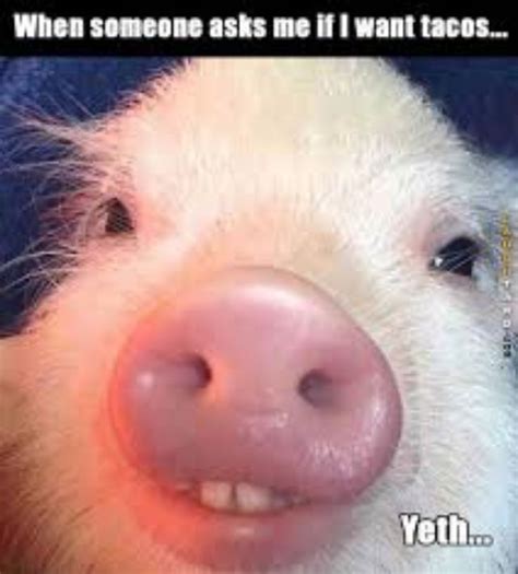 Happy Tuesday Funny Pig Pictures Funny Pigs Pig Pictures