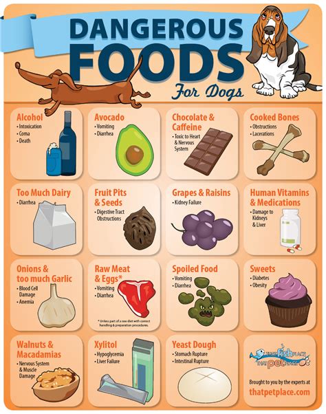 A Poster Showing The Different Foods That Dogs Are Using For Their Dog