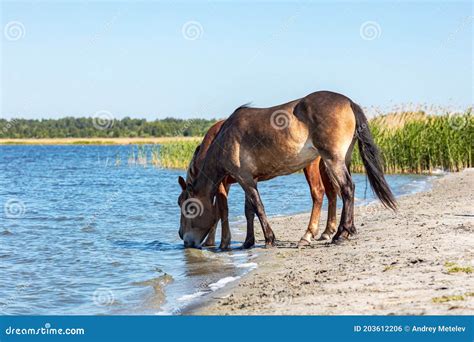 Dark Horses Drink Water Bowing Their Heads From A Lake On A Summer Day