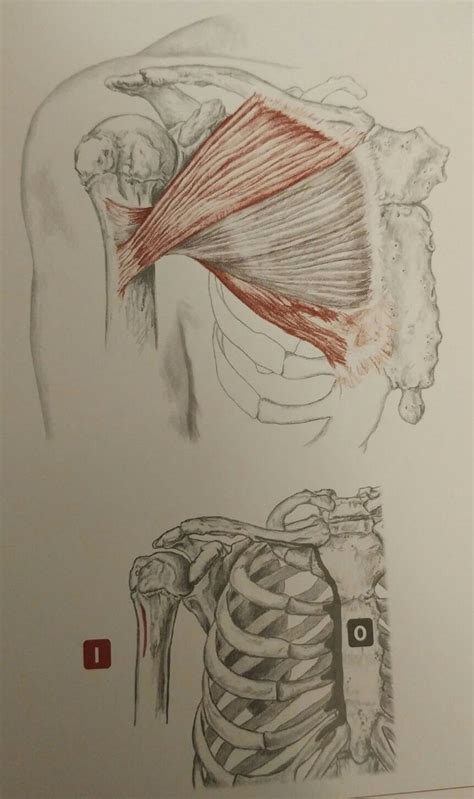 Pectoralis Major Anatomia Do Corpo Humano Referência Anatomia