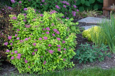 5 Top Rated Shrubs For Easy Maintenance Landscapes Proven Winners