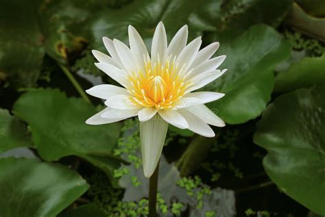 Gorgeous Pure White Tropical Water Lily Flower Blooming In The Pond