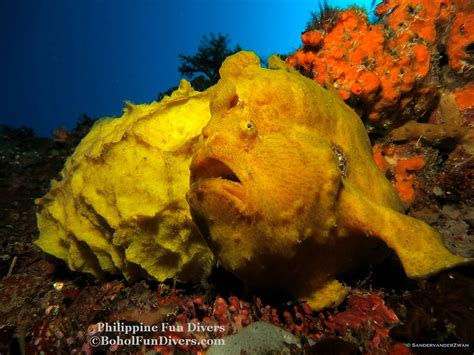 Philippine Fun Divers Yellow Frog Fish 1 Bohol Fun Divers