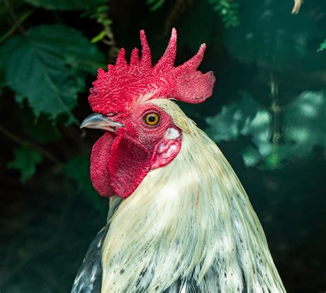 300 Free Cockerel And Rooster Images Pixabay