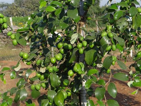 Fruits Green Thai Apple Ber Plant For Garden Rs 35 Number Amidhara Agrotech Id 18151555762
