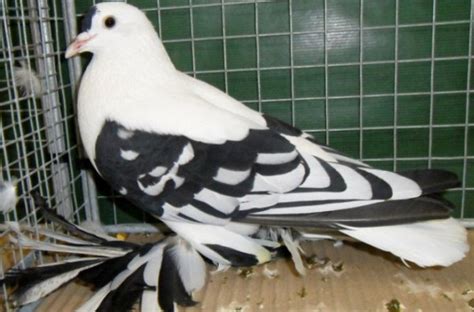 Домашние голуби: виды, породы, фото, как содержать и чем кормить в ...