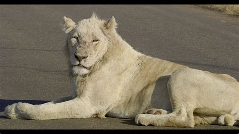 A Rare White Lion In Kruger National Park Youtube