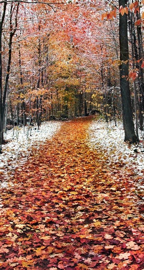 Path Full With Autumn Leaves In The Forest First Snow