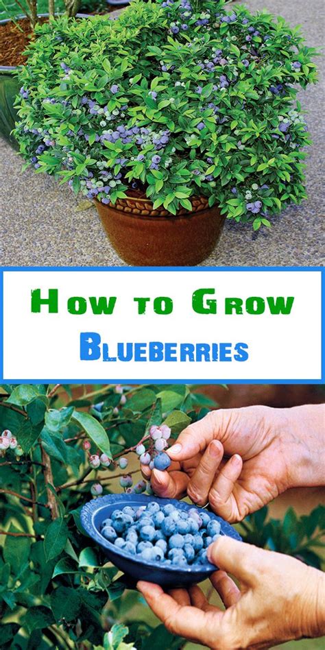 How To Grow Blueberries In 2020 Growing Vegetables Fruit Garden