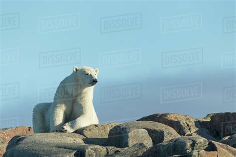 Canada Nunavut Territory Repulse Bay Polar Bears Ursus Maritimus