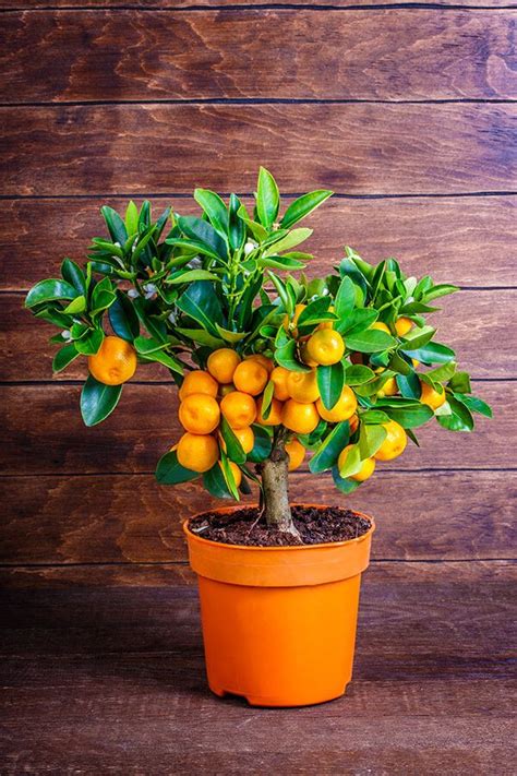 Citrus Trees Grow Citrus In Your Garden Summerwinds Nursery In 2020