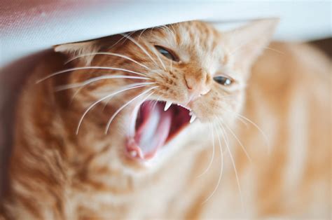 Oral Cancer In Cats Cat World