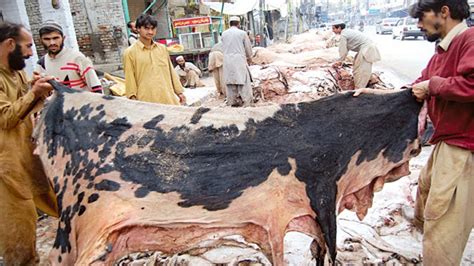 Enzymes in the leather industry are used for soaking, tanning, bating, unhairing the waste products from materials to get a refined and good product as a qualified leather material. 'Illegal hides export damaging leather industry' - Daily Times