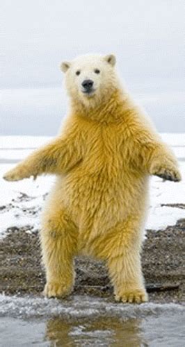Polar Bear Dancing  By G1ft3d Find And Share On Giphy