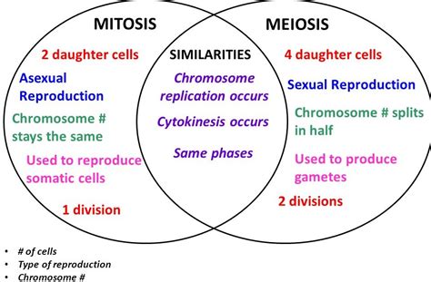 30 Venn Diagram For Mitosis And Meiosis Wiring Diagram Porn Sex Picture