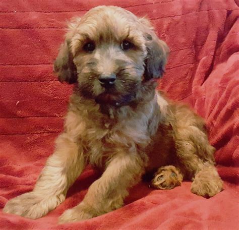 The whoodle is a hypoallergenic, good smelling, lovable breed. Whoodles Puppies For Sale | Wausau, WI #254482 | Petzlover