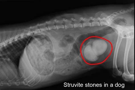 In most cases, struvite bladder stones are caused by a urinary. Dietary treatment of bladder stones - Clinical Nutrition ...